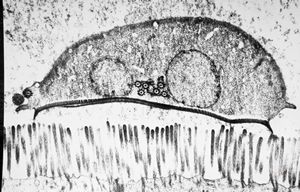 Giardia (Lamblia) intestinalis Giardia (Lamblia) intestinalis